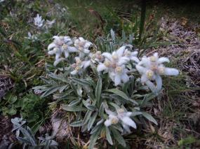 Leontopodium alpinum, ovvero le stelle alpine!!